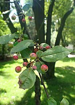 Thumbnail for File:Malus sargentii kz02.jpg