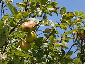 Malus sylvestris fruit, Vosseslag.jpg