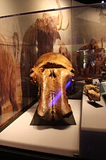 Mammuthus primigenius skull RBCM.jpg