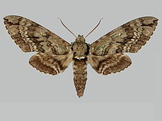 <i>Manduca undata</i> Species of moth