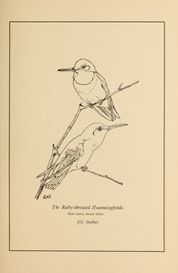 Ruby-throated Hummingbird