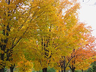 Maples in autumn colours in park Maples in fall colours, Dutchy.s Hole, Ottawa.jpg