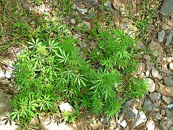 Marijuana growing Islamabad 01