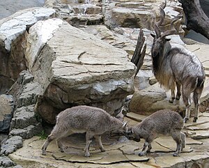 Hornträger: Merkmale, Verbreitung, Lebensweise