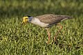 * Nomination Masked lapwing (Vanellus miles miles) --Charlesjsharp 10:53, 12 February 2024 (UTC) * Promotion  Support Good quality. --Poco a poco 12:56, 12 February 2024 (UTC)