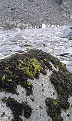 The marine species Mastodia tessellata (dark colour) is the only lichen known to form a symbiotic association with a foliose green alga. Mastodia y Papua.jpg