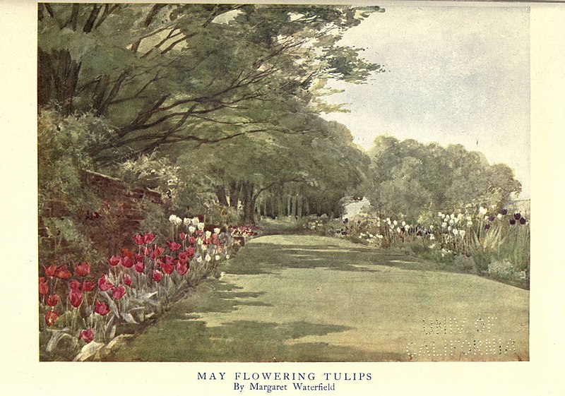File:May flowering tulips by Margaret Helen Waterfield.jpg