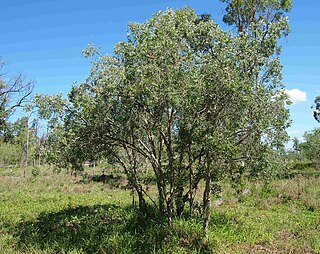 <i>Melaleuca nervosa</i> Species of shrub