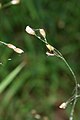 Melica-uniflora-flowers.jpg