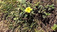 Helianthemum salicifolium