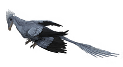 Microraptor mmartyniuk.png