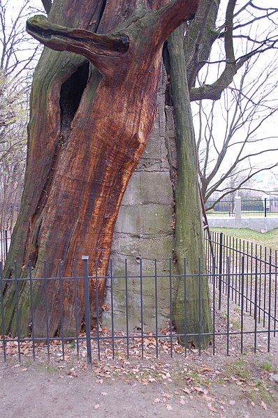 File:Mieszko Eiche Ursynow Warschau DSC 2373.JPG