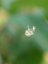 Bitter Vine / Climbing Hemp Vine / American Rope (Mikania micrantha)