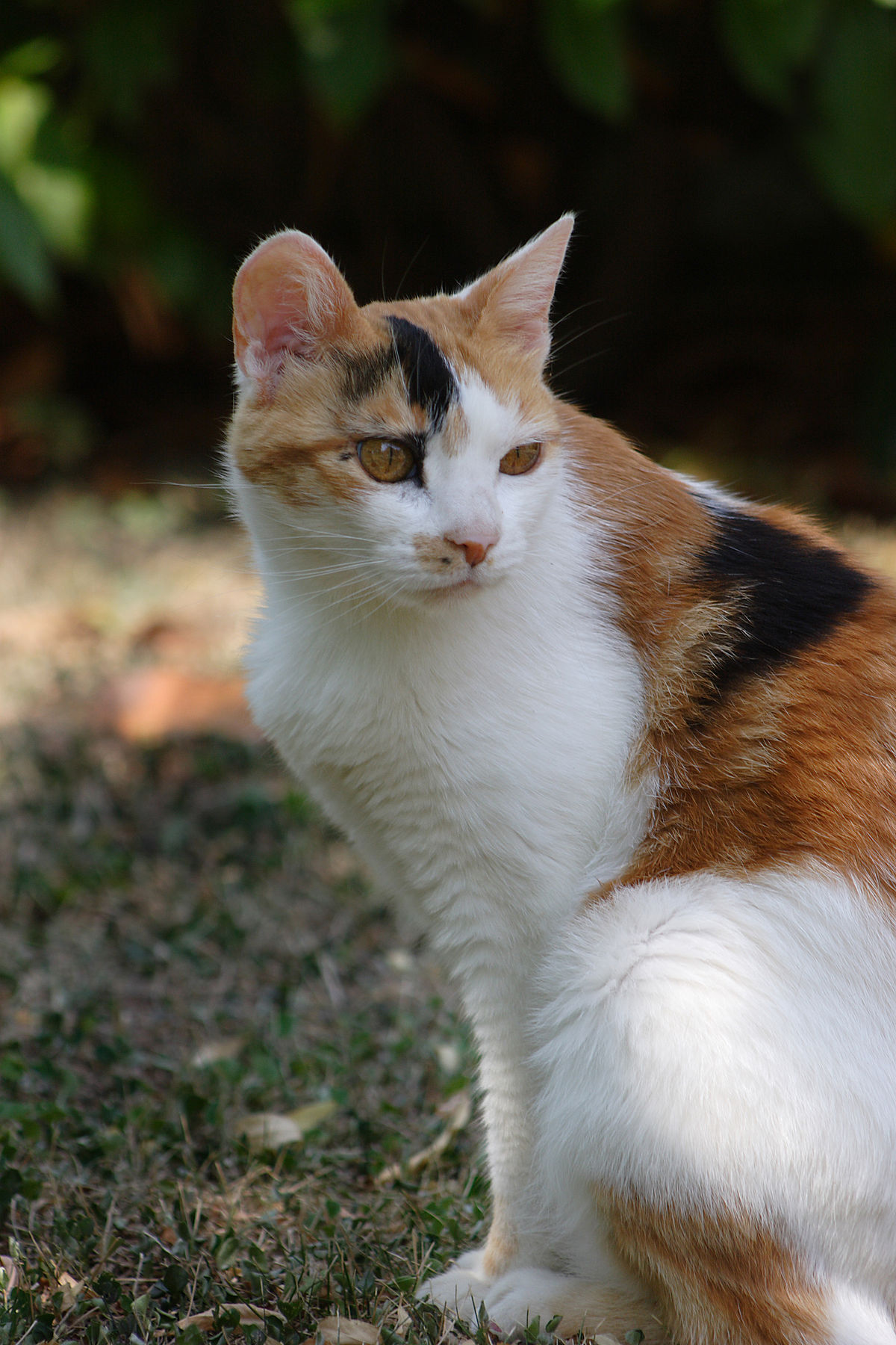 File Minou Calico Cat Jpg Wikimedia Commons