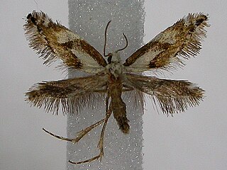 <i>Mnesarchaea acuta</i> Moth species in family Mnesarchaeidae