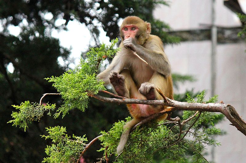 File:Monkey in a tree near Jim Corbett Park, Uttarakhand, India.jpg