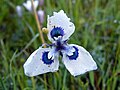 Moraea aristata1 (11).jpg