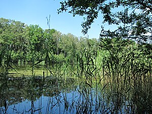 Naturschutzgebiet Moßmörken (Juni 2014)