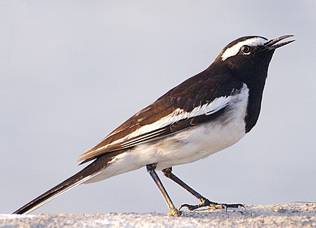 Motacilla maderaspatensis -Pashan Lake, Pune, Maharashtra, India-8.jpg