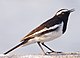 Motacilla maderaspatensis -Pashan Lake, Pune, Maharashtra, India-8.jpg