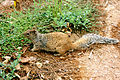 Mount Graham Red Squirrel.