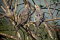 Mourning Dove (Zenaida macroura) -pair.jpg