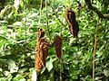 Gousses de Mucuna urens à la Monteverde Cloud Forest Reserve, autour de 1 500 m d'altitude (Costa Rica)
