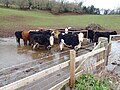 Thumbnail for File:Mud, mud, glorious mud - geograph.org.uk - 6059558.jpg