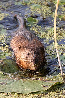 Muskrat in Brownstown, Michigan Muskrat Michigan.jpg