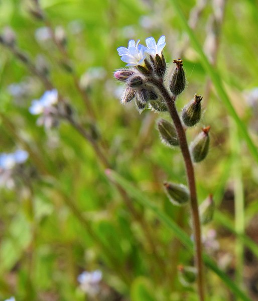 File:Myosotis stricta Zazymya3.jpg