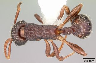 <i>Myrmica spatulata</i> species of insect