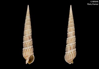 <i>Punctoterebra lineaperlata</i> Species of gastropod