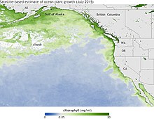 The largest toxic Pseudo-nitzschia bloom was recorded in 2015 along the west coast of North America. NOAA July 2015 Average Chlorophyll Concentrations (milligrams per cubic meter of water).jpg