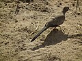 Namaqua Dove Oena capensis in Tanzania 0940 Nevit.jpg