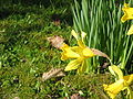 Narcissus hispanicus side-view