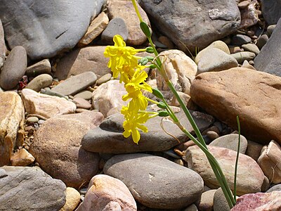 Jonquille: Différentes espèces de « jonquilles », Floraison des jonquilles, Symboliques