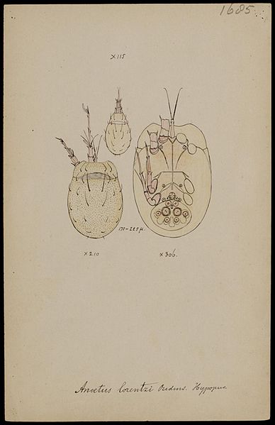 File:Naturalis Biodiversity Center - RMNH.ART.1927 - Anoetus lorentzi (Oudemans) - Mites - Collection Anthonie Cornelis Oudemans.jpeg