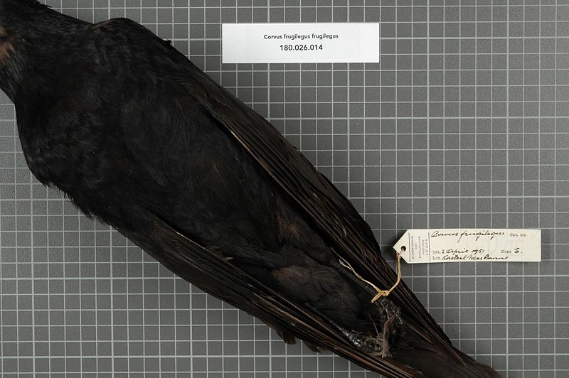 File:Naturalis Biodiversity Center - RMNH.AVES.15773 1 - Corvus frugilegus frugilegus Linnaeus, 1758 - Corvidae - bird skin specimen.jpeg