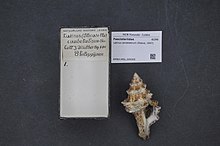 Naturalis Biodiversity Center - RMNH.MOL.209305 - Latirus candelabrum (ریو ، 1847) - Fasciolariidae - پوسته نرم تنان. jpeg