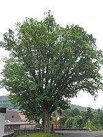 1 oak "memory oak of 1870/71"