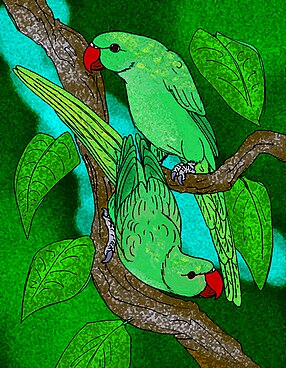 Rodrigues parrot.  Artistic reconstruction