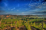 Vorschaubild für Weinbau in Italien