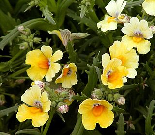 <i>Nemesia</i> (plant) Genus of flowering plants