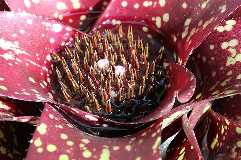 File:Neoregelia 'Spot On' 20090615.jpg