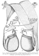 Nepenthes bicalcarata Macfarlane illustration.jpg