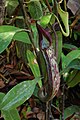 Nepenthes fusca2006.jpg