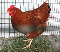 Ню Хемпшир Червена кокошка.jpg