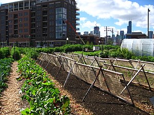 New crops-Chicago urban farm.jpg