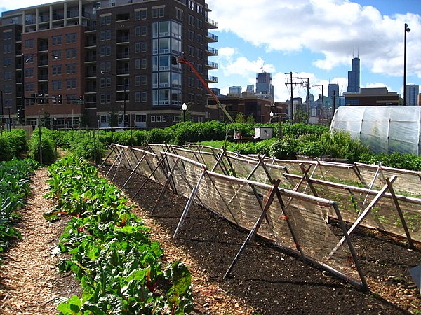 An urban farm in Chicago.