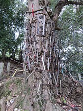 Shinboku(神木：sacred tree) of Niu-sakadono-Jinja Shrine in Wakayama. You stab a sickle into the tree and pray to God. If the sickle doesn't fall, the wish will come true.
